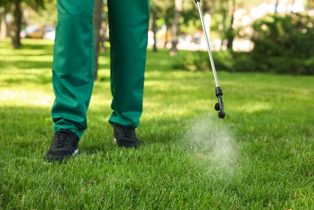 Посев газона